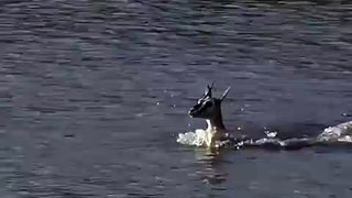 Une antilope traverse une rivière au pire moment !