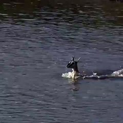 Une antilope traverse une rivière au pire moment !