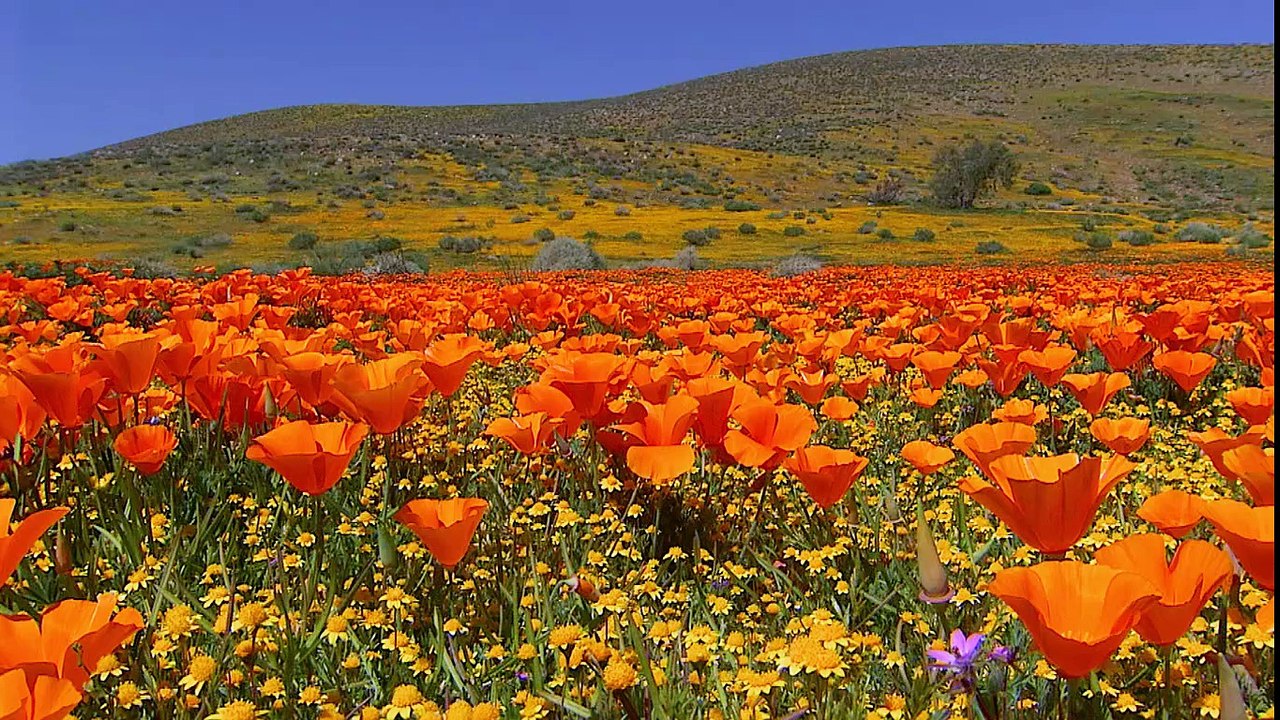 CA_PoppiesGettyRM-693786853_768_EN-US
