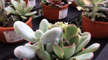 Z57 presents variety of succulents
