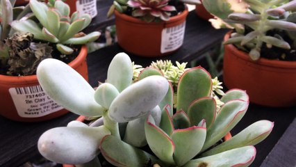 Z57 presents variety of succulents