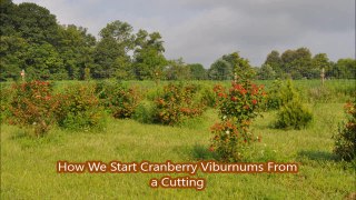 How We Grow the Cranberry Viburnum   From    Cuttings