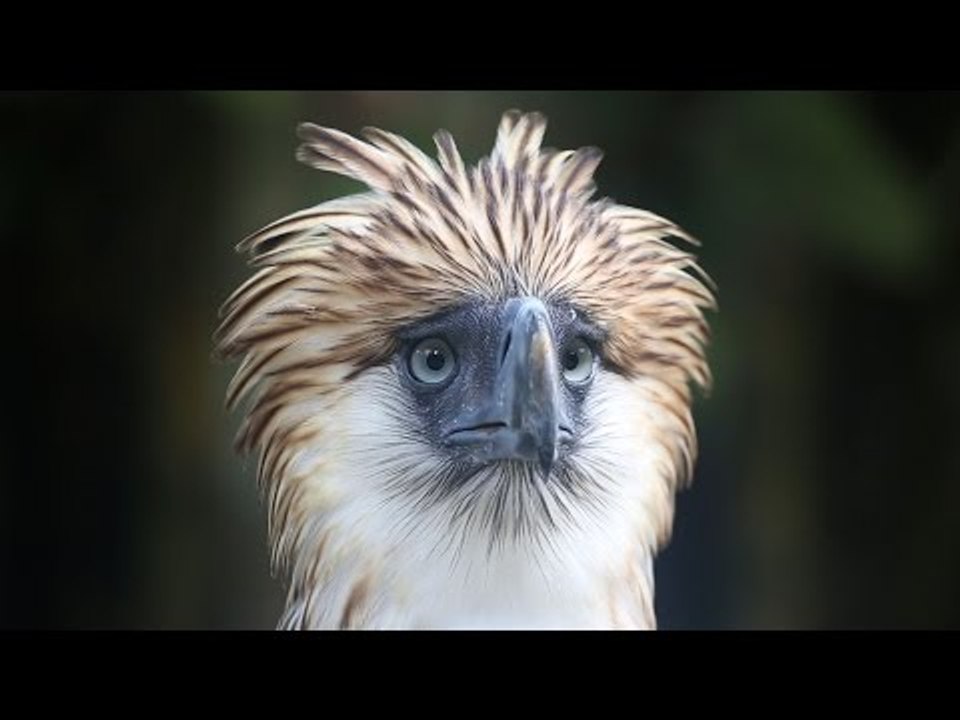 Sanctuary offers hope for endangered Philippine eagle