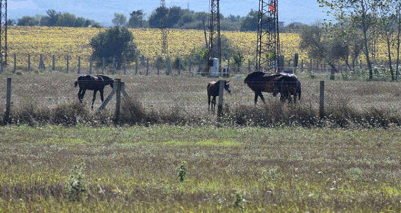 Silivri'de Korku Saçan Vahşi Hayvan Saldırılarında 'Melez Irk' Şüphesi