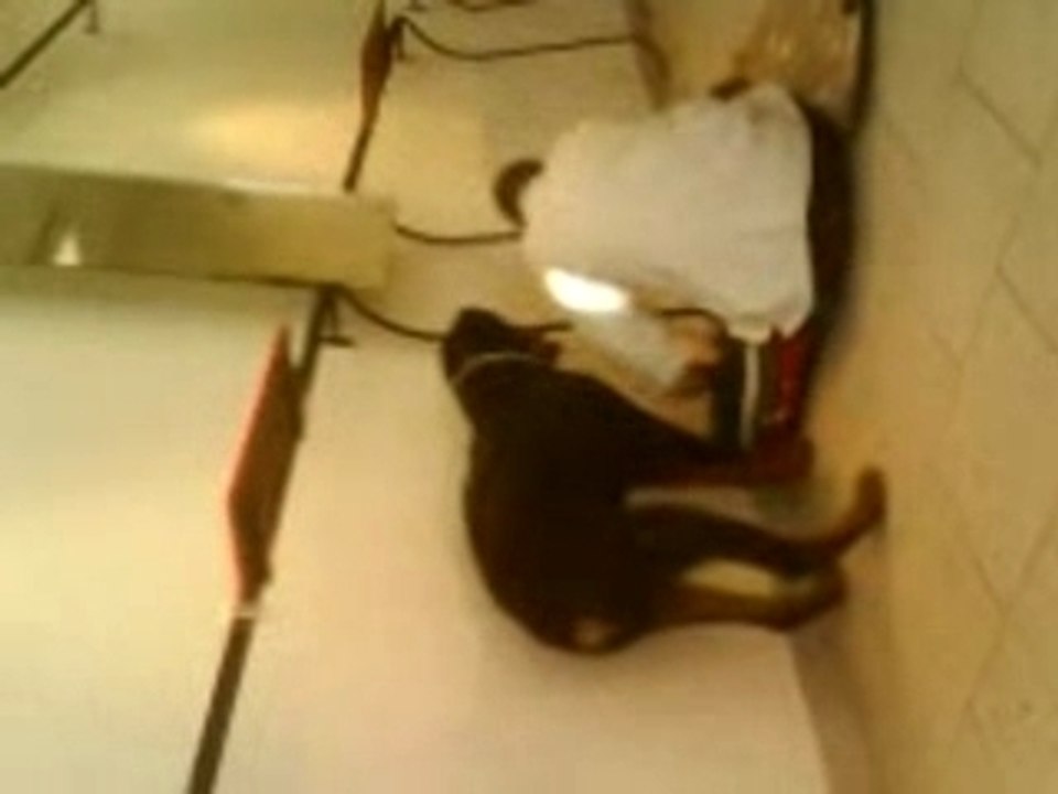 rott  bull dog  chien danger btp travaux