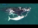 Drones give rare glimpse into Australian whales