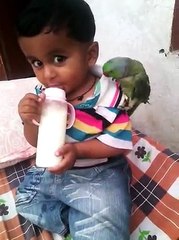 Parrot love - nothing is greater than love | love between parrot and child