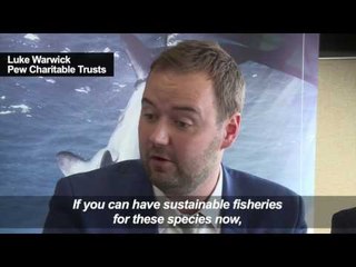 Conservationists say 'sustainable' shark fishing is possible