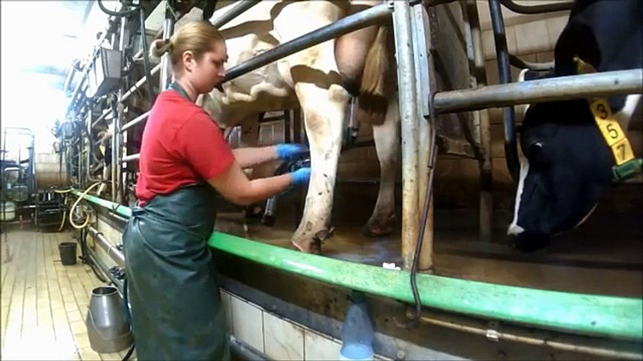 Intelligent Technology Smart Farming Automatic Cow Milking Machine, Feeding, Cleaning, Washing