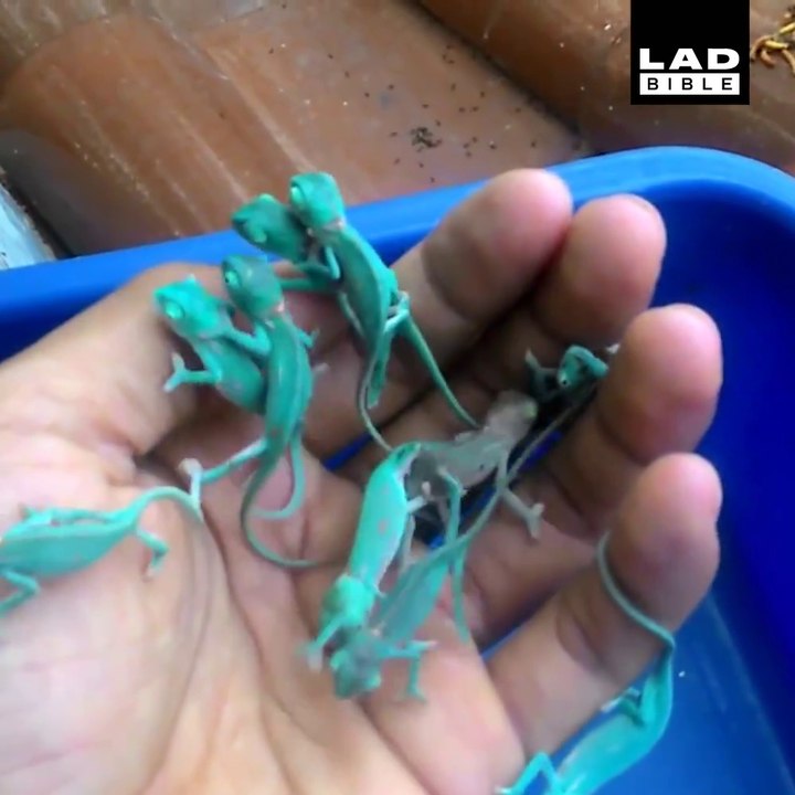 La Nature est vraiment incroyable... Magnifiques animaux