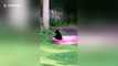 Bear cubs play in paddling pool in US garden