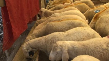 Acemi Kasap Timi Göreve Hazır