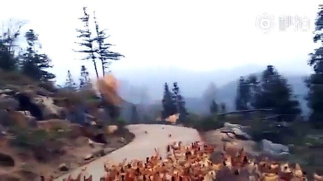 Regardez comment ce fermier fait venir ses poules... Fou