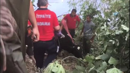 Nehir Yatağına Düşen İneği Can-Kur Kurtardı
