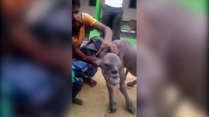 En Inde, une chèvre mutante terrorise tout un village puis les réseaux sociaux