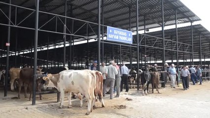 Kurban Pazarının Gözdesi Koçlar
