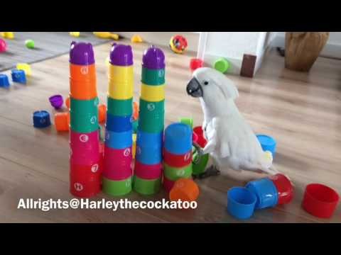 Harley the Cockatoo Leaves Path of Destruction