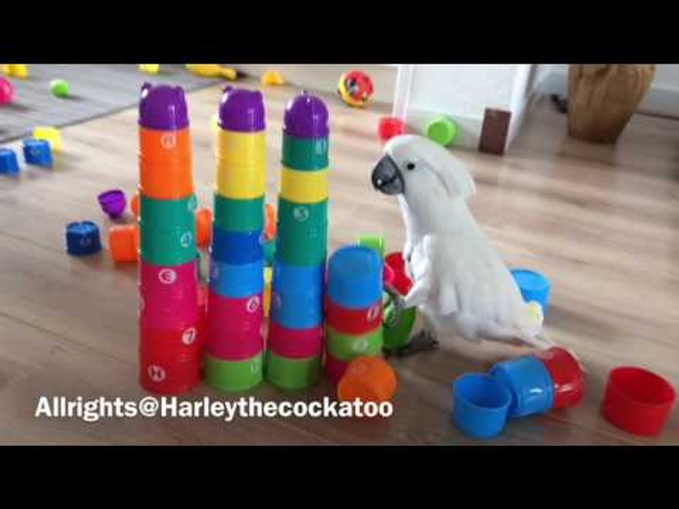 Harley the Cockatoo Leaves Path of Destruction