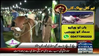 See Reaction of Female Reporter When Cow Almost Hits Her During Reporting