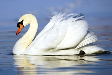 Türkiye'ye Sığınan Kuğu Sarhoşlara Yem Oldu