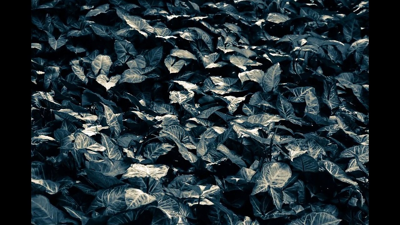 Monochrome Photography