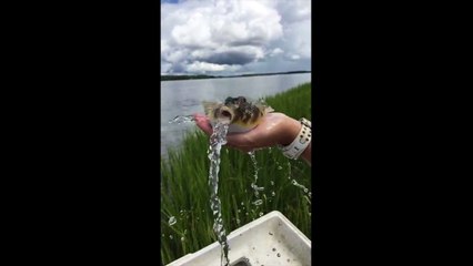 Ce poisson crache tellement d'eau !! Un vrai chameau !