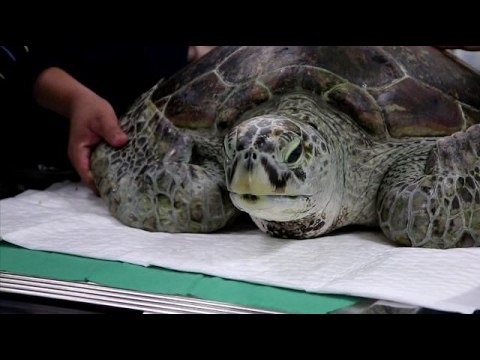 Breaking the bank: Thai vets remove 915 coins from turtle