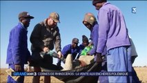 Cornes de rhinocéros : une vente aux enchères fait polémique