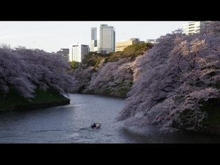Japan's cherry blossom season kicks off