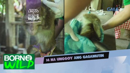 Born to be Wild: Monkey treatment and rescue