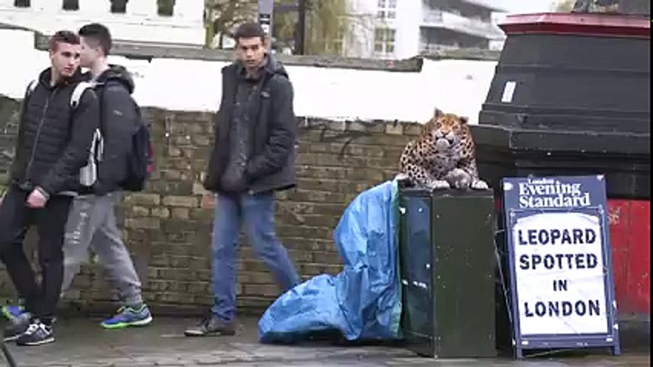 Leopard Funny Prank Video Must Watch