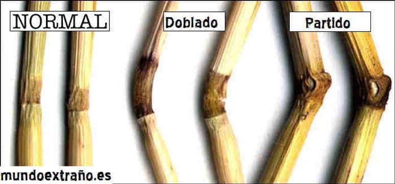Crop circle. Nos dicen la verdad sobre los círculos - Crop circle. Tell us the truth about circles