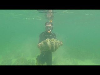 How to take care of giant clams