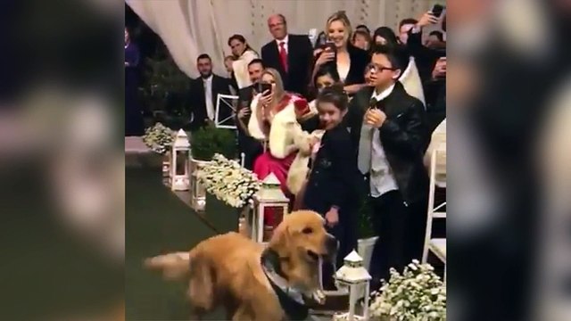 Un chien emmène les alliances pendant le mariage de ses propriétaires !