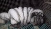 Video of obese 'monster foxes' shows shocking conditions on fur farms