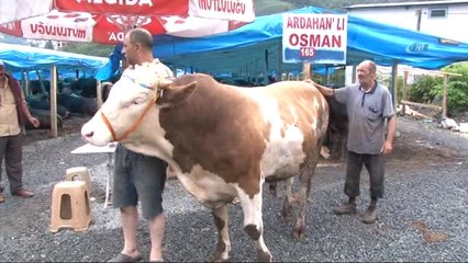 Rize'de Bir Tonluk "Cengaver" Adlı Kurbanlık Tosun Görücüye Çıkar Çıkmaz Satıldı