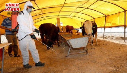 (25 Ağustos 2017) TALAS’TA KURBAN PAZAR YERLERİ İLAÇLANDI. İLÇEDE GÖRÜNTÜ KİRLİLİĞİ OLUŞTURAN YABANİ OTLAR TEMİZLENDİ