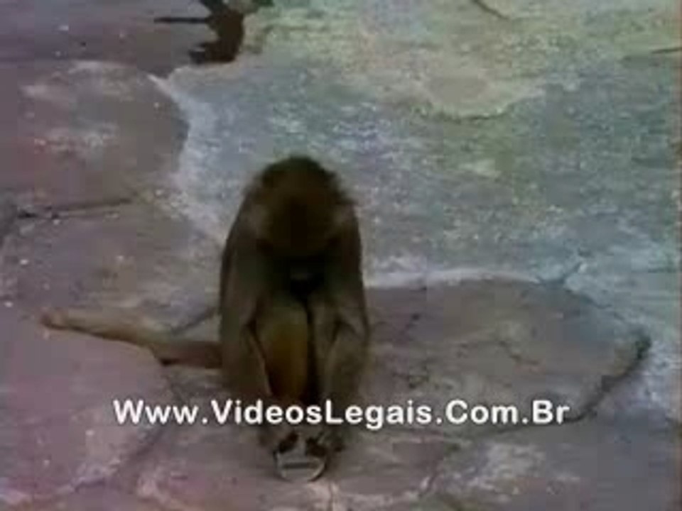 singe + miroir = cette vidéo