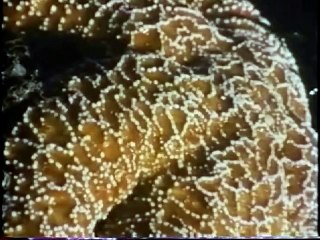 Under the Emerald Sea (Part 1) Ocean Animal Documentary