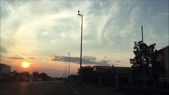 Une cigogne par lampadaire à Chassieu
