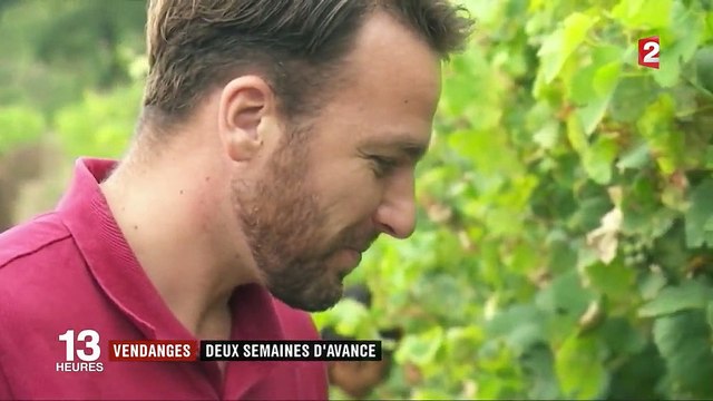 Vallée du Rhône : des vendanges précoces