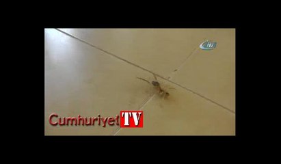 Konya’da etobur örümcek ‘sarıkız’ tedirginliği