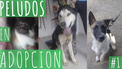 PELUDOS EN ADOPCIÓN #1
