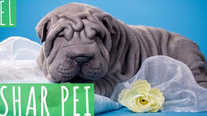 SHAR PEI
