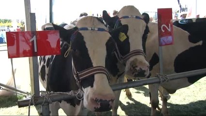 Trakya'nın En Güzel İnekleri Seçildi