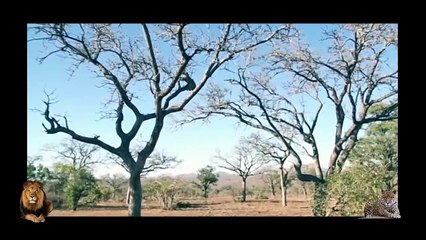Leopard vs Baboon - Leopard vs Leopard - Leopard vs Javali Top 5 Attack of Leopard