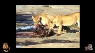 Most Spectacular Ostrich Attack Compilation - Leopard vs Ostrich vs Lion vs Tiger