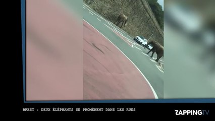 Brest : Deux éléphants font du tourisme dans la ville bretonne ! (Vidéo)
