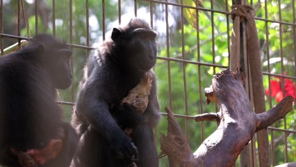 Histoire d'amour maternel entre une macaque et un poulet
