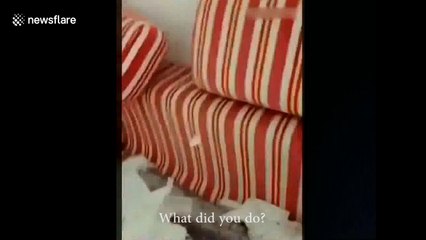 Owner tells guilty dog to smile